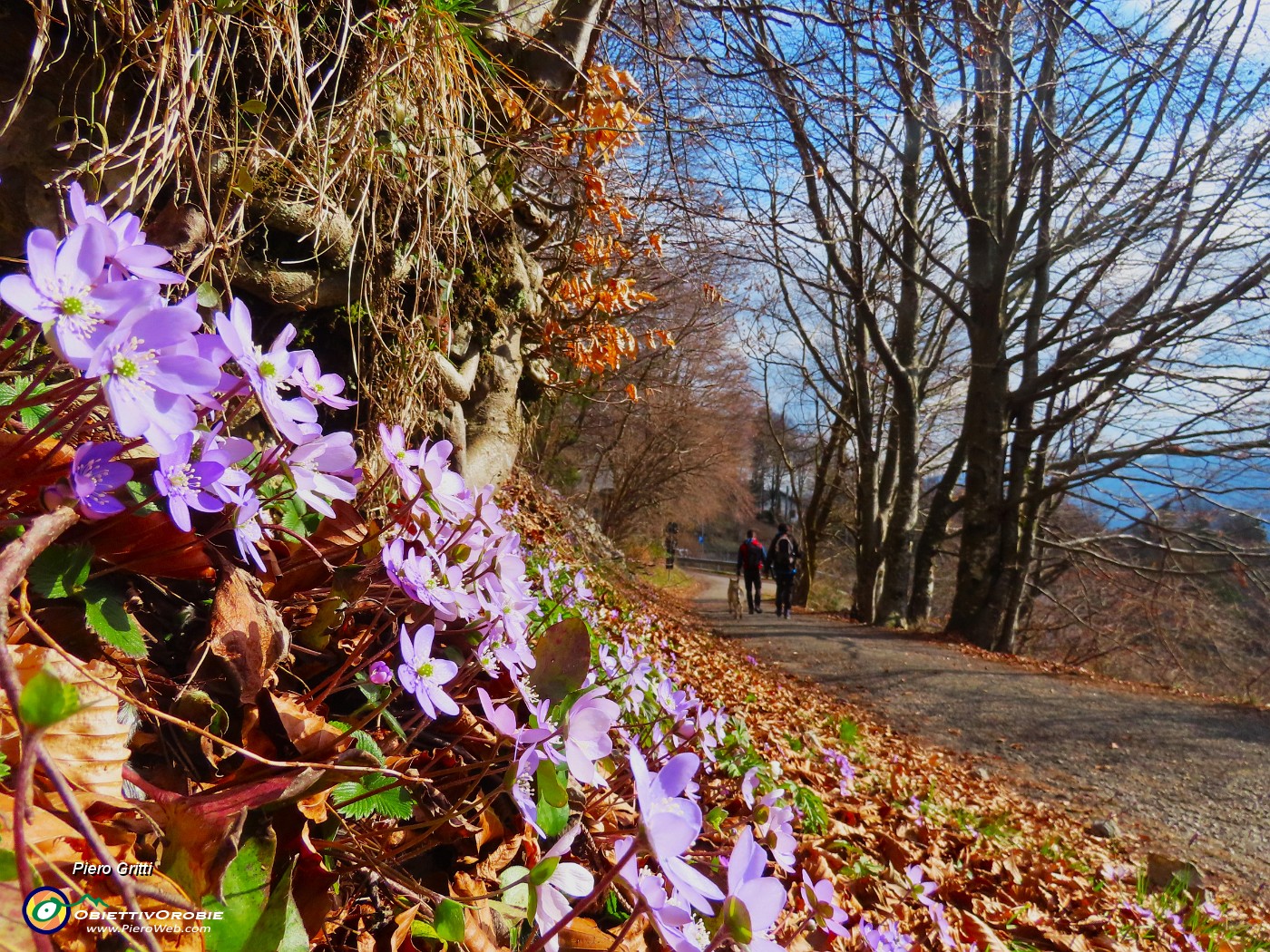 75 Dopo tanta neve abbiam goduto anche belle fioriture.JPG